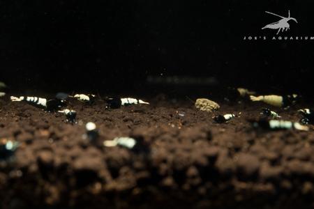 Black Pinto Shrimp Mix Clearance Tumblr