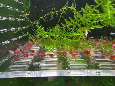 Red Rili Shrimp Discount Eastbay