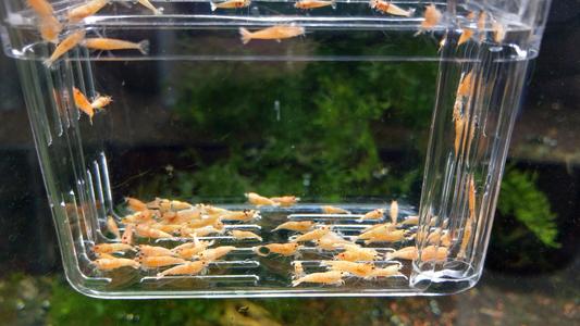 Golden Bee A/S Shrimp Latest Collections Sale Online