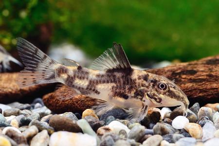 Bearded Corydoras Cheap Real Eastbay