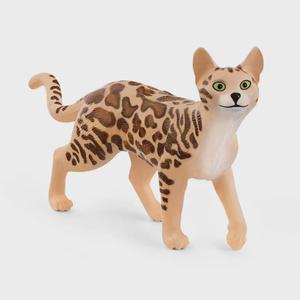 Bengal Cat Discounts Cheap Pice