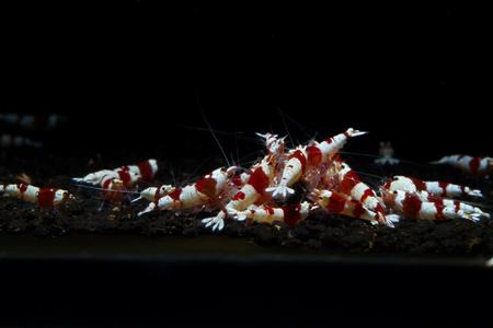 Crystal Red Shrimp (S-SS Grade) Discount Cheap Online