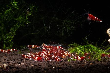 Red King Kong Shrimp Outlet Store For Sale