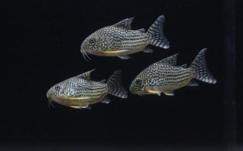 Sterbai Corydoras Finishline For Sale