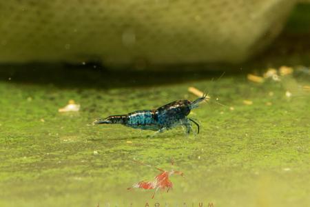 Blue Rili Shrimp Outlet 2025 Newest