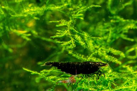 Black Rose Shrimp Discount For Sale