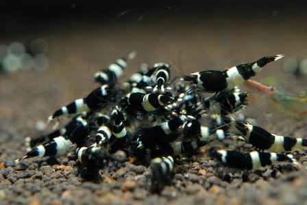 Black King Kong Shrimp Cheap With Credit Card