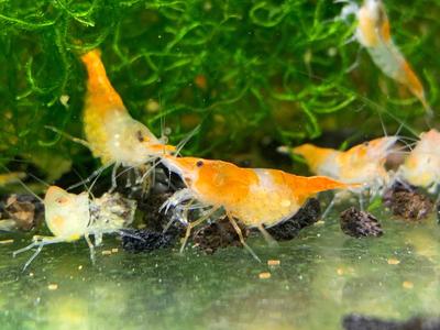 Orange Rili Shrimp Sale Cheapest Pice