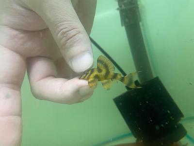 [Pre-Sales] Takutut Tiger Pleco - L306 Online Online Clearance