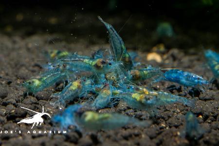Blue Velvet Shrimp Cheap Sale Choice