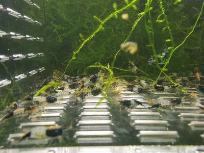Black Rili Shrimp Perfect Sale Online