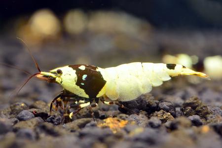 Crystal Black Shrimp (S-SS Grade) Get Authentic