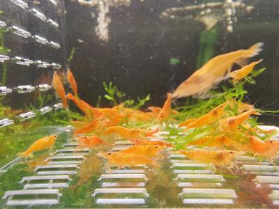 Orange Sunkist Shrimp Sale Wiki