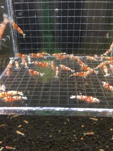 Red Fancy Tiger S Grade Clearance Best Store To Get