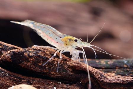 Amano Shrimp Algae Eater (Captive Breed) Clearance Cost