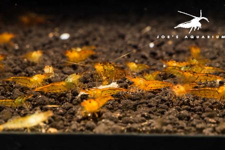 Tangerine Tiger Shrimp Cheap Visa Payment