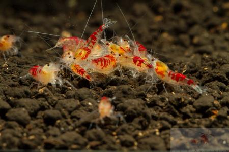 Yellow Calceo (Golden dragon) Shrimp Buy Cheap Fake