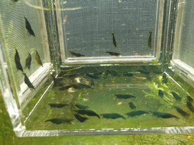 Green Jade Shrimp Purchase Sale Online
