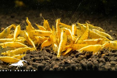 Yellow Golden Backline Shrimp Free Shipping Outlet Locations