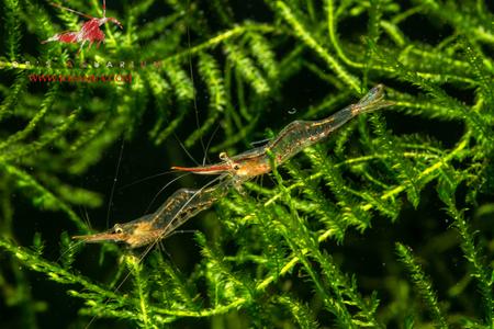 Red Nose Shrimp Outlet Cheap Authentic