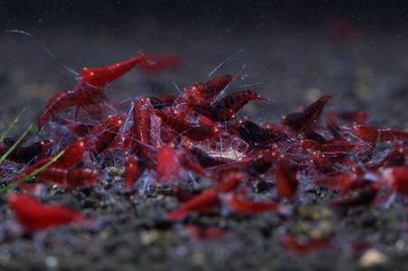 Orange Eye Red King Kong Extreme Shrimp Best Place Online