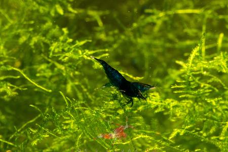 Blue Dream Shrimp Buy Cheap Visit New