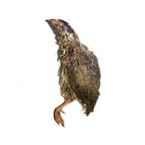 Savage Cat Food Split Quail Cheap Real Eastbay