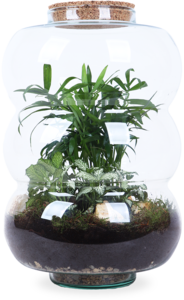 Terrarium rondingen (L) Cheap Big Sale