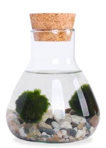 Aegagropila linnaei (Marimo moss ball) (XS) Visit New Online