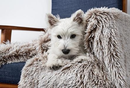 CALMING CUDDLY BLANKET - MINK Discount Sale Online