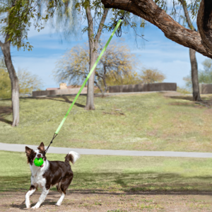 Jolly Pets Tree Tugger Bungee Comfortable Online