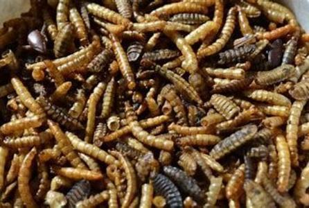 Garden Fresh Cff Mealworm/Soldier Fly 5# Visit For Sale