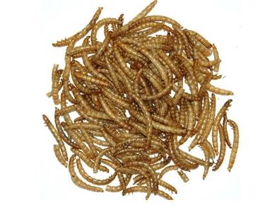 Garden Fresh 11# Mealworms New Styles For Sale