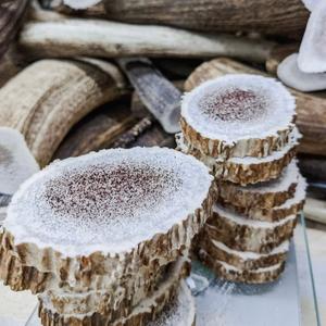 Antler Dog Chew, Medallions ( Bulk 2 pcs) Official Site