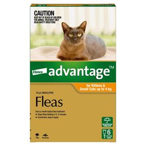 Advantage Orange Cat/Kitty (6 Pack) Finishline Online