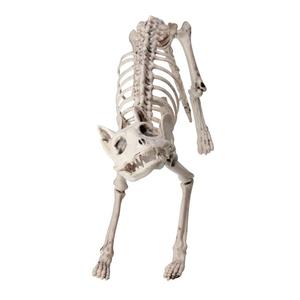 18.5" Ivory and Gray Standing Skeleton Cat Halloween Decor Buy Cheap Looking For