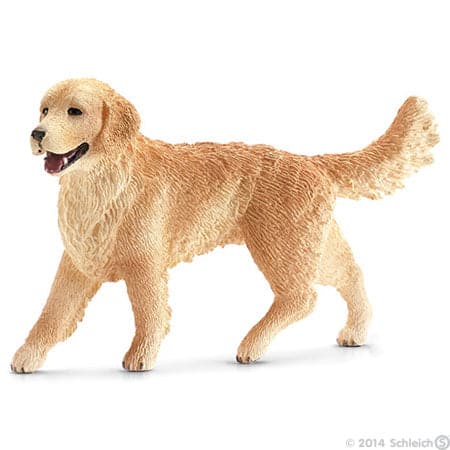 Golden Retriever, Female Clearance Huge Surprise