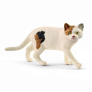 American Shorthair Cat Cheap Sale New