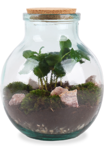 Terrarium bolvormige fles (M) - Koffieplant Clearance Manchester Great Sale