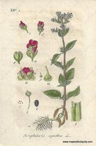1807 - Scrophularia aquatica (Green figwort) - Antique Print Low Pice Cheap Online