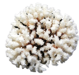 Brownstem Coral Low Pice Sale Online