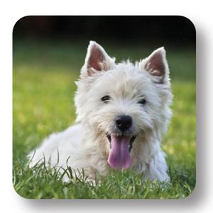 Westie Coaster Finishline Sale Online
