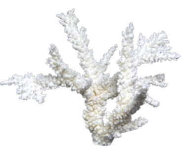 Branch Coral Sale Visit