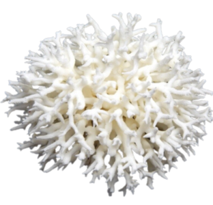 Bird Nest Coral Outlet With Paypal Order
