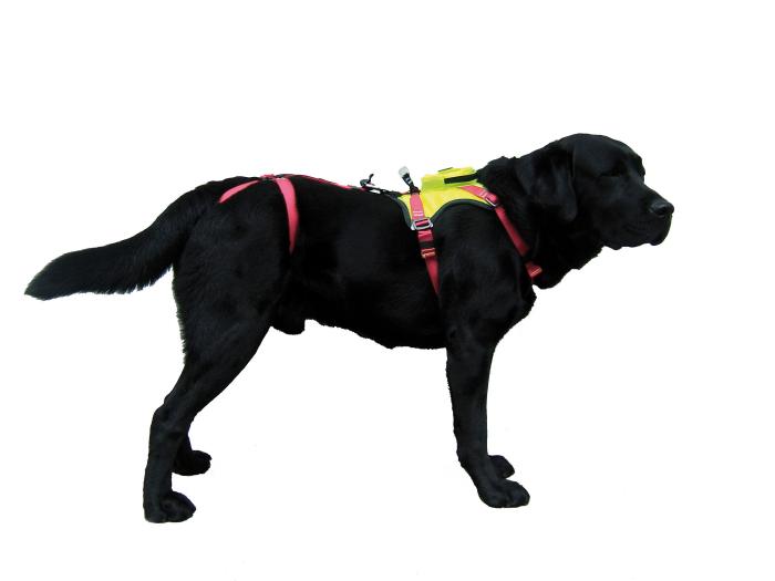 Camp Safety Kronos Rescue Dog Harness Clearance Websites