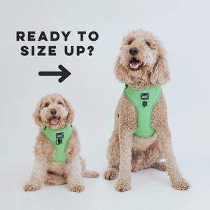 Puppy Growth Pawtection Plan Purchase Cheap Pice
