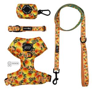 Dog Four Piece Bundle - Mango Tango Professional Cheap Pice