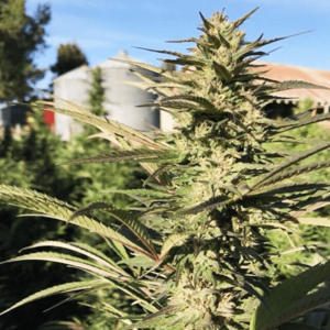 Berry Meow CBD Seeds Order Cheap Online