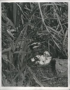 1940 Press Photo Bird Bob White Nest Grass Shell Find Great Online