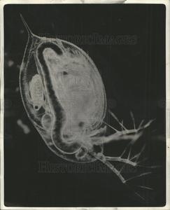 1947 Press Photo Daphnia Water Flea Young Daphnia Sale Sast